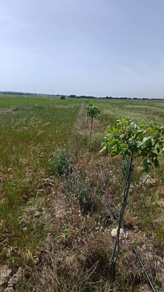 Desbroce fincas, parcelas, monte, plantaciones