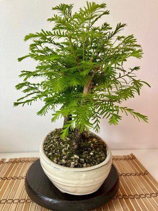 Bonsái Bosque Metasequoia