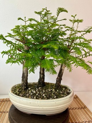 Bonsái Bosque Metasequoia