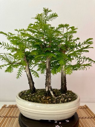 Bonsái Bosque Metasequoia