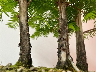 Bonsái Bosque Metasequoia