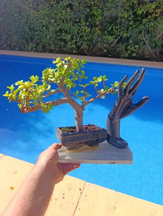 Bonsai Portulacaria Afra con Escultura
