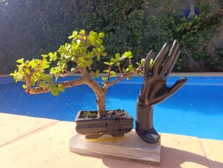 Bonsai Portulacaria Afra con Escultura