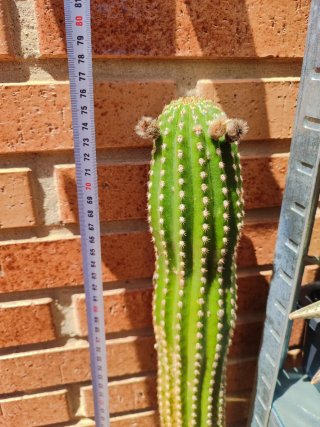 Cactus Trichocereus Híbrido Fucsia Radiante
