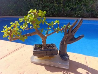 Bonsái Portulacaria Afra con Escultura