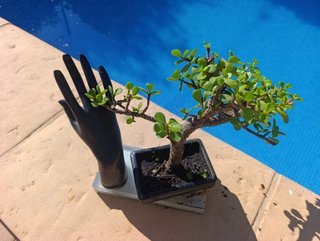 Bonsái Portulacaria Afra con Escultura