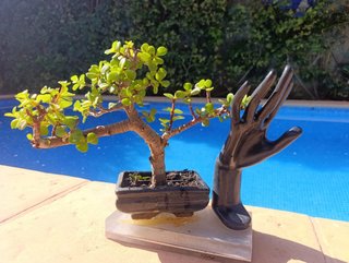 Bonsái Portulacaria Afra con Escultura