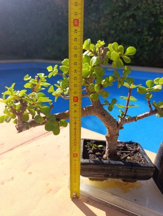 Bonsái Portulacaria Afra con Escultura
