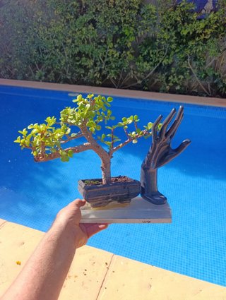 Bonsái Portulacaria Afra con Escultura