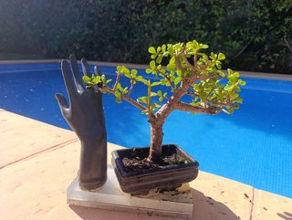 Bonsái Portulacaria Afra con Escultura
