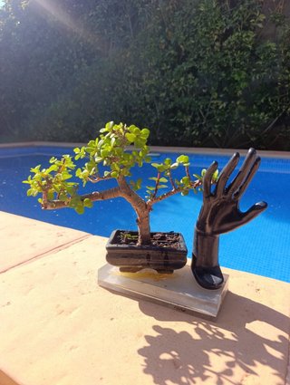 Bonsái Portulacaria Afra con Escultura