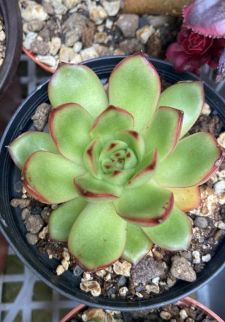 Echeveria Puli-lindsayana