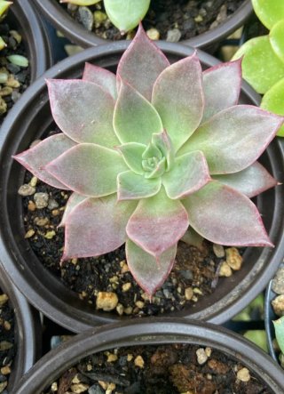 Echeveria Corsican Rose