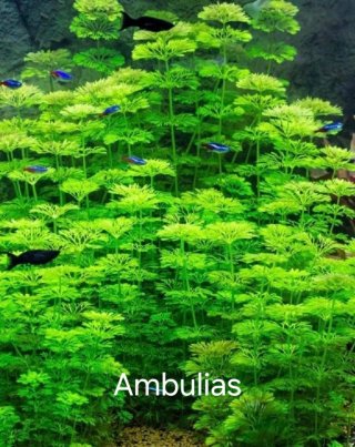 Planta de acuario Ambulia
