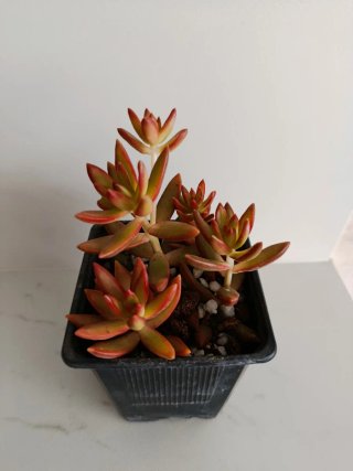 Sedum Adolphi Suculenta