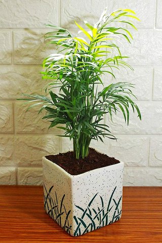 Palmera tropical para interior/exterior