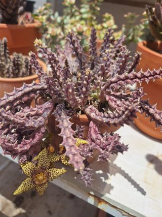 50 Semillas de Huernia