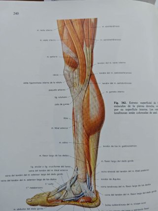 Atlas de anatomia Sobotta