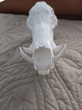 Réplica Cráneo 3D