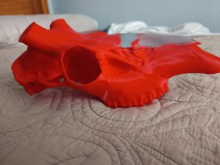 Réplica Cráneo 3D