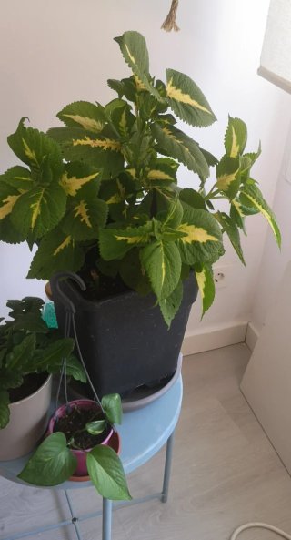 Planta Coleo Grande +40cm Maceta Negra
