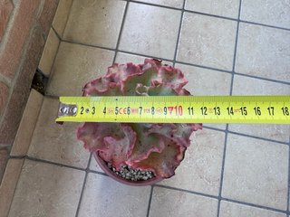 Echeveria Takasago No Okina pianta adulta vaso 17