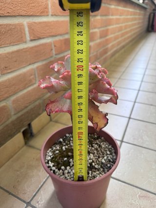 Echeveria Takasago No Okina pianta adulta vaso 17