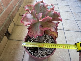 Echeveria Takasago No Okina pianta adulta vaso 17