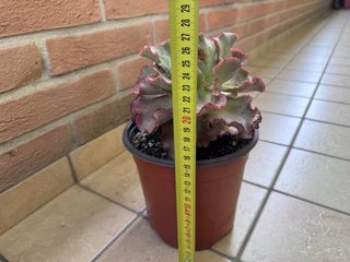 Echeveria Takasago No Okina, vaso 16