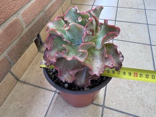 Echeveria Takasago No Okina, vaso 16