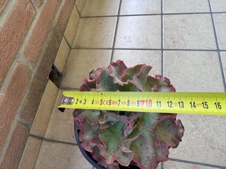 Echeveria Takasago No Okina, vaso 16