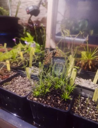 Drosera Filiformis Planta Carnívora