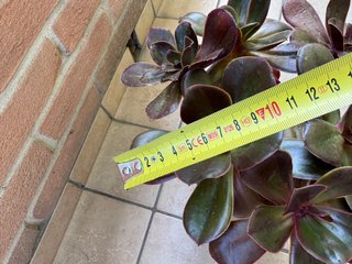Echeveria Fireball