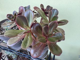 Echeveria Fireball