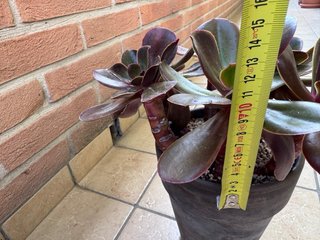 Echeveria Fireball