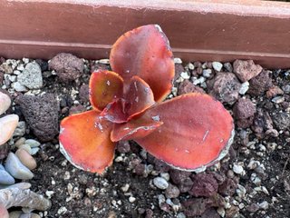 Echeveria Fireball