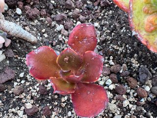 Echeveria Fireball