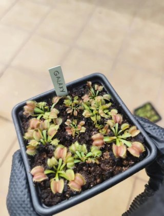 Dionaea Muscipula Galaxy