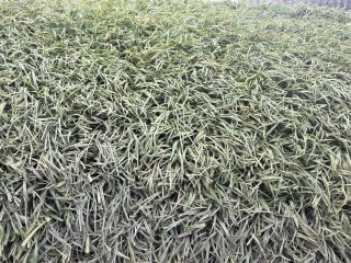 Césped Artificial Reciclado Verde