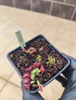 Dionaea Muscipula RED MOON TRAP (Joven).