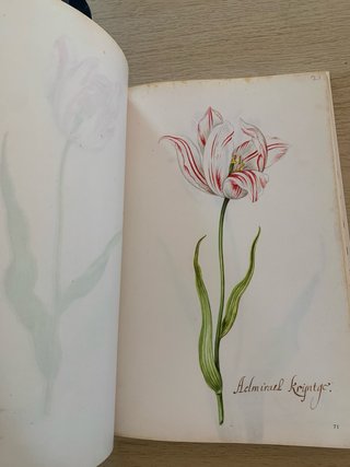 Libro Tulipanes: het Tulipboek