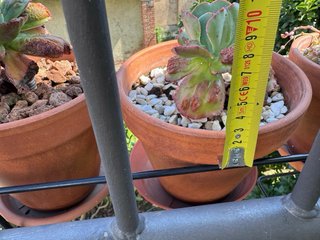 Echeveria Noway Pianta Succulenta