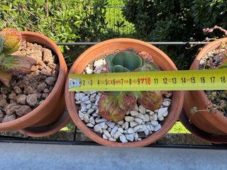 Echeveria Noway Pianta Succulenta