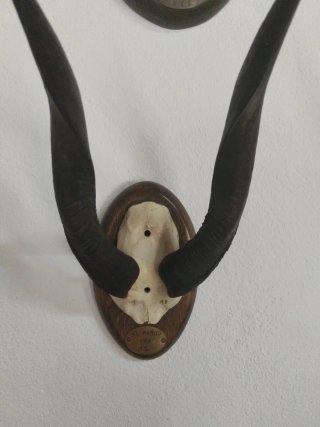 Cuernos antiguos africanos