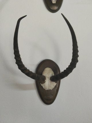 Cuernos antiguos africanos