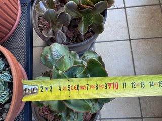Echeveria Noway Pianta Adulta