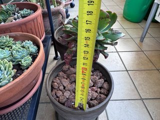Echeveria Noway Pianta Adulta