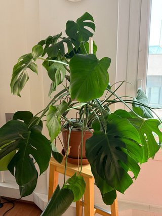 Monstera Deliciosa Planta Gran
