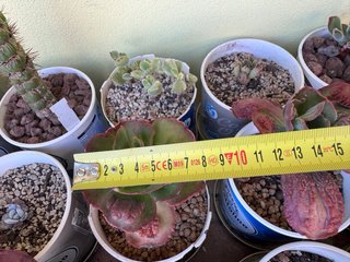 Echeveria Etna