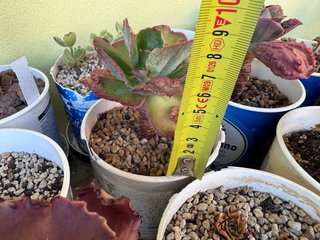 Echeveria Etna